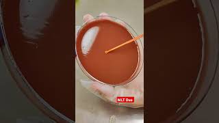 Haemophilus Influenzae Bacteria  Gramnegative medical mbbs lab microbiology shorts reels [upl. by Ravahs]