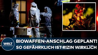 CASTROPRAUXEL BiowaffenAnschlag quotRizin ist extrem giftig – und Rizinussamen sehr weit verfügbarquot [upl. by Hamrah]