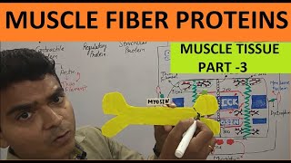 Muscle Tissue Part 3  Skeletal Muscle Fiber Proteins  Contractile Regulatory amp Structural Protein [upl. by Breskin952]