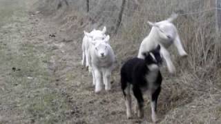 Baby Lambs running jumping playing Texel sheep [upl. by Notwen]