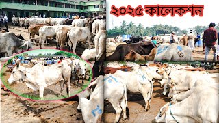 গরুর হাট কালেকশন ২০২৫ । গরুর হাট হাওড়া ২০২৫ ‌। Cow market howrah West Bengal  biggest cow market [upl. by Nnairak]