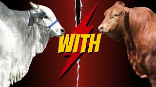 quotWhy BeefmasterNelore Crossbreeding is Transforming the Cattle Industryquot [upl. by Ellenrad365]