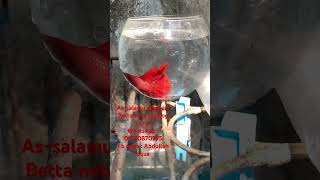 Fire red betta fish [upl. by Airtened319]