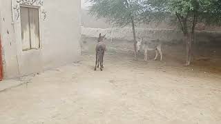 Kamal donkey is playing field with samal donkey [upl. by Melville]