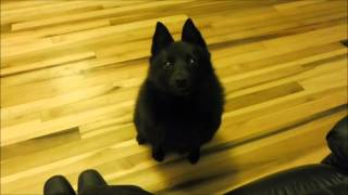 My schipperke knows what he wants [upl. by Ahsait]