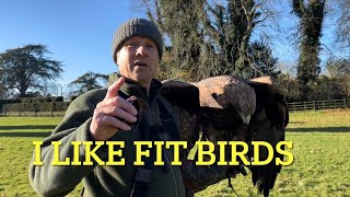 FALCONRY TRAINING ROPE FITNESS amp other top tips with eagles Harris hawk redtail and goshawk [upl. by Blank]