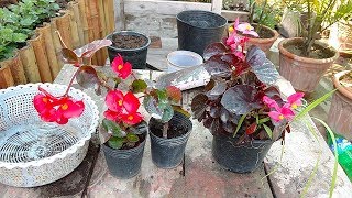 Begonia Plant Care  Tropical Plant Care  begonia flower  Winter Flower Plant [upl. by Korwun]