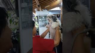 SI GEMOY DEXTER 🐶 yogyakarta vlog animals [upl. by Aihsal570]