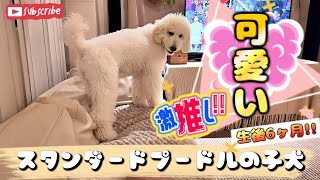 生後６ヶ月に成長したスタンダードプードルの子犬ルナ Standard poodle puppy at 6 months old [upl. by Thevenot]