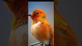 CuteBirdBirdSNatureLoversBirdWatching SongbirdPetBirdsBirdLife CuteAnimalsAnimalLovers [upl. by Aer]