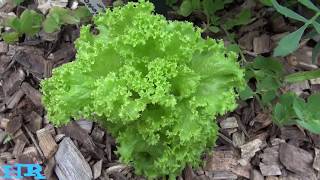 lollo bianda lettuce  Lactuca sativa  Lettuce review [upl. by Einolem482]