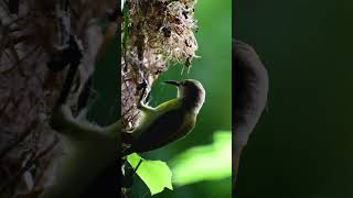 Sunbird  Sunbird building its nest sunbird birds [upl. by Blynn]