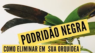 Como Cuidar de Fungos em Orquideas DICAS SIMPLES🌱💥 [upl. by Gio]