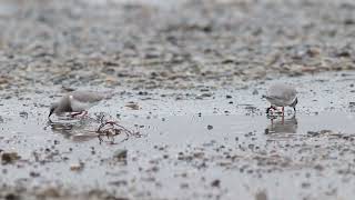 Chorlo de Magallanes Magellanic Plover Pluvianellus socialis [upl. by Ibson]