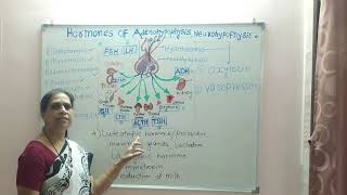 Hormones of adenohypophysis amp neurohypophysis [upl. by Tnelc]