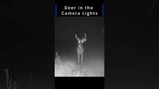 6 or 8 Point Deer in the Camera Lights deer trailcam canada nature [upl. by Ahsiened]