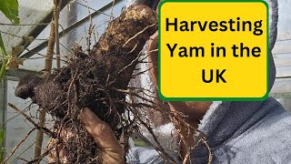 Harvesting Yam in the UK  From Planting to Harvest [upl. by Domingo459]