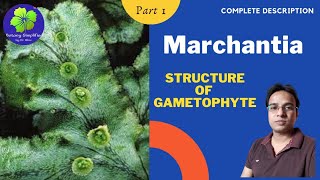 Marchantia  Structure of Gametophyte  BSc 1  MSc 1  NEET [upl. by Heron]