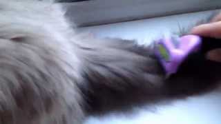 Using the Furminator on Ragdoll kitten [upl. by Warren]