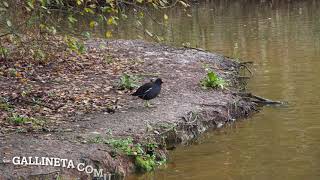 GALLINETA COMÚN  COMMON MOORHEN [upl. by Asiulairam]