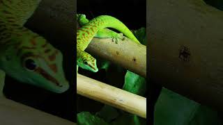 why a chameleon change its colour 🦎 [upl. by Corder337]