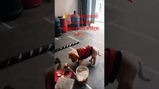 Babbal Maheshwari🐈 trending doglover  sh shortvideo viralvideo pooja bubble 🐕‍🦺🐈 [upl. by Tracey]