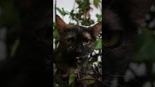 Sonido de gata en celo catlovers catmom copyrightfree sounds copyrightfreemusic 2023shorts [upl. by Emelen]