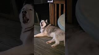 Husky Midnight Tantrummokiesweethusky7550 funny shortsviral husky dogisafriend animals [upl. by Abigale]