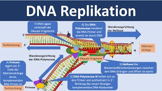 DNA Replikation  Verdopplung der DNA Biologie Oberstufe [upl. by Aisyle]