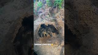 Tliltocatl Albopilosus aka Curly Hair Tarantula eating a worm spider arachnid amazingarachnids [upl. by Keyte231]