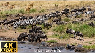 4K African Wildlife  Masai Mara National Park Kenya  Scenic Wildlife Film With African Music [upl. by Etana]