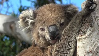 Koala Raymond Island VIC Australia [upl. by Anegal]