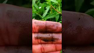 Bhringraj is miraculous for hair । Bhringraj plant shorts shortsvideo [upl. by Illona]