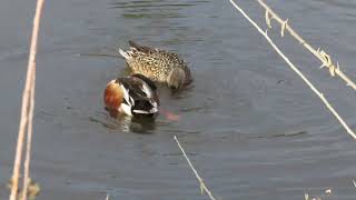 Northern Shoveler Feeding 3 5Feb2024 [upl. by Bosson]