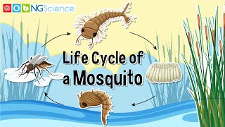 Life Cycle of a Mosquito [upl. by Eednac965]