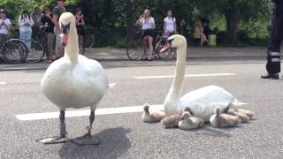 Swan family controls traffic in Denmark [upl. by Killion135]