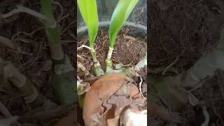 ऐ पौधा आपने पहले कभी नहीं देखा होगा। Oxalis plant  crinum lily plant [upl. by Akiram]