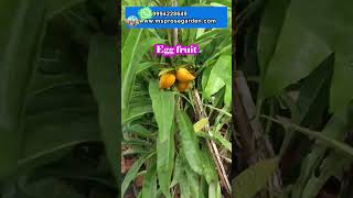 egg fruit plant  one of the rarest fruit plant collections is available now msprosegarden fruits [upl. by Monahon391]