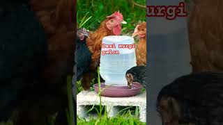 Desi murgi palon 🐓🐔 shorts shortsfeed chicken chickenfarm [upl. by Popele]