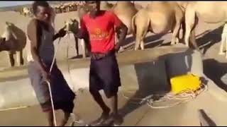 Heesta geela lagu waraabiyo Somali camel watering song [upl. by Mikes244]