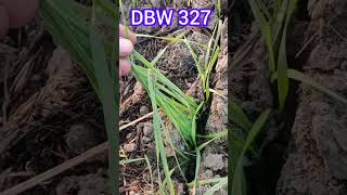 DBW 327 WHEAT CROP showing time 1112024 farming dbw327dbw [upl. by Jegger851]