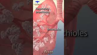 The Animation of Lungs 🫁 and its parts  Bronchi Bronchioles Alveoli 🩺🩺🩺 shorts shortvideo [upl. by Eleumas]