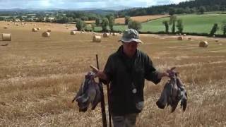 Ep 45 Estate Caccia Colombacci in Irlanda  Mauro  wood pigeon shooting [upl. by Hazlip]