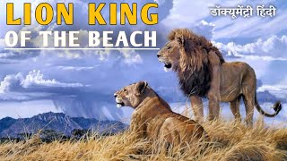 Lions King of the BeachLions vs Sea Lions  डॉक्यूमेंट्री हिंदी  Wildlife Documentary In Hindi [upl. by Annenn]