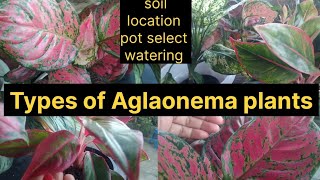 Types of Aglaonema plantsHow to grow Aglaonema plantscare tips [upl. by Lleda850]