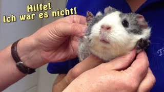 Meerschweinchen unterwegs  Heute Tierarzt  Die Meeries [upl. by Zischke]