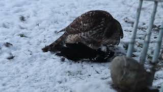 HønsehaukGoshawk [upl. by Hamid939]