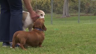 CDOG off leash dog park opens in Carpinteria [upl. by Bax851]