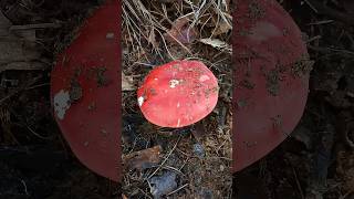 Todays mushroom picking tour red mushrooms and greenheads are waiting for me mushrooms [upl. by Massimo46]