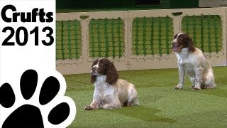 Gundog Display  Adrian and Caroline Slater  Kipperidge Gundogs  Crufts 2013 [upl. by Ilocin]